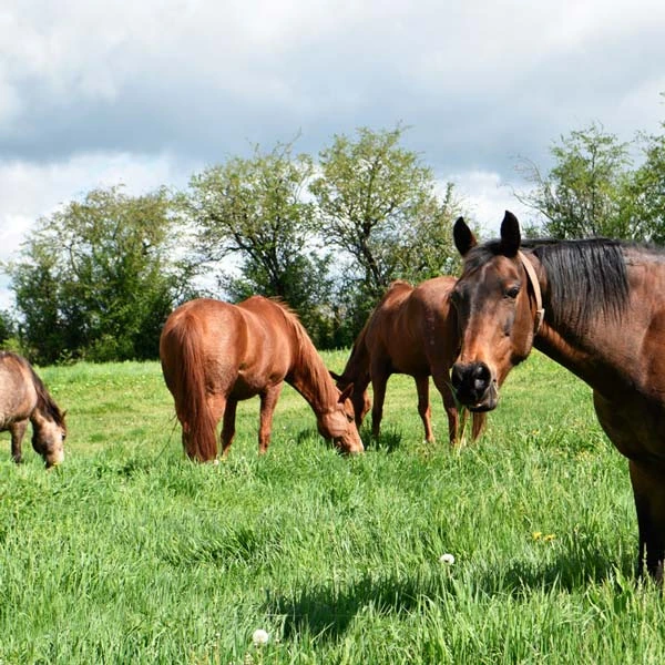 Pension pour chevaux à Le Puy-en-Velay, Haute-Loire